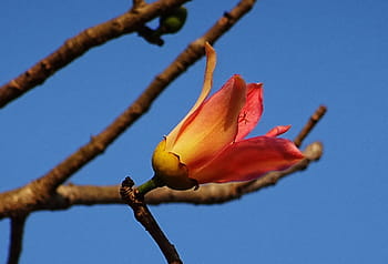 Flower, Bombax Ceiba, shimul, cotton tree, red silk-cotton, red cotton tree, silk-cotton, kapok, ceiba pentandra, bombacaceae, bhimgadh