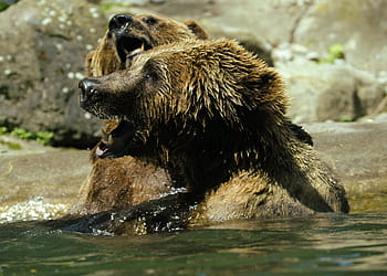 bære, ursus arctos, vand, Zoo, sprøjt, indsprøjte, vandstænk, store, svømme, kæmpe, få det hele