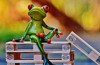 Frog, Euro, Pallets, Sit, euro pallets, funny, cute, sweet, stack, stacked, wood