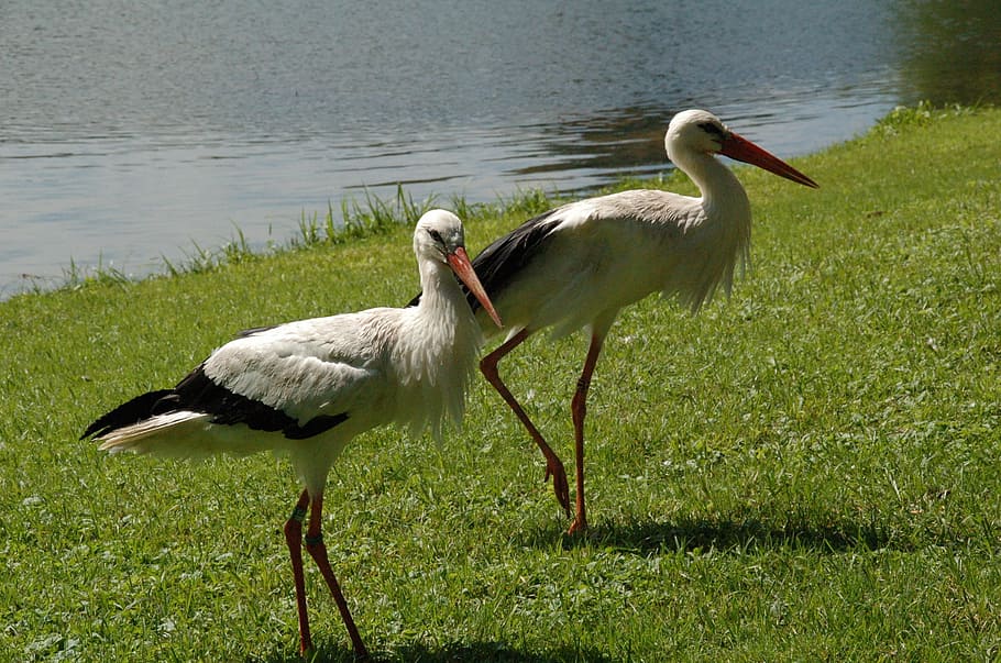 コウノトリ、 ペア、 庭、 ガラガラコウノトリ、 黒と白のコウノトリ