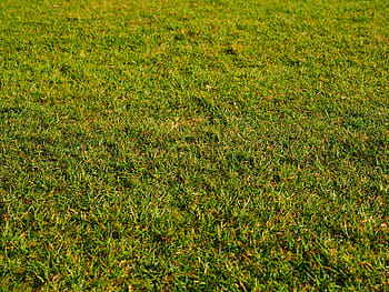 Rush, Grass, Frisch, Meadow, green, texture, background, blades of grass, spring, lawn, pasture land
