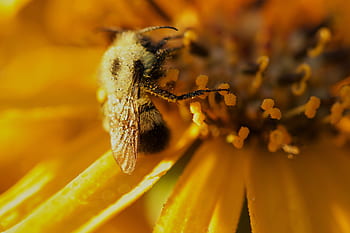 ape, fiore, polline, natura, all'aperto, Ali, giardino, fioritura, fiorire, botanica, piante