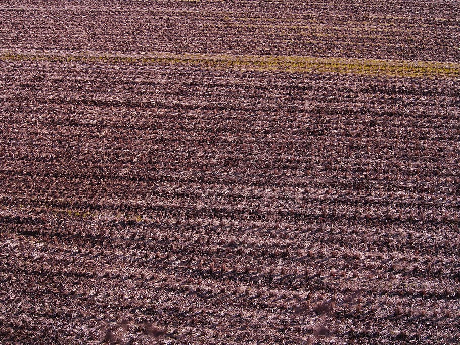 Yamada, Rice Fields, Winter, yamada's rice fields, cutting marks, paddy field, sky, tochigi prefecture, japan, textured, pattern