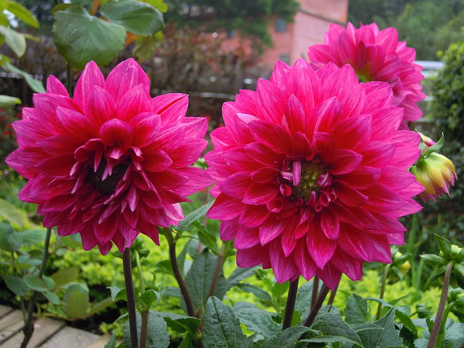 jiřina, červená dahlia, růžové dahlia, zahradní květiny, květinové fotografie, kvetoucí jiřina, květinová zahrada, fotografování přírody, živé květy, venkovní květiny, zahradní rostliny