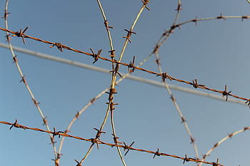 barbed wire, wire, security, thorn, close, fence, protection, danger, barrier, border