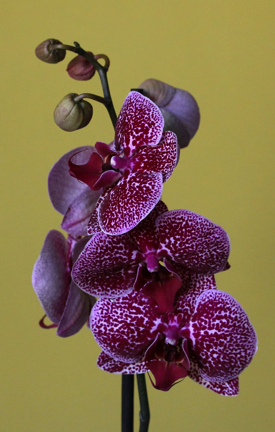 detailní fotografie, Červené, můra orchideje, orchidej, květ