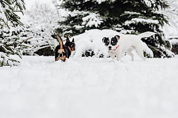 pequeño, perros, invierno, jugar, diversión, nieve, gracioso, animales, mascotas, lindo, blanco