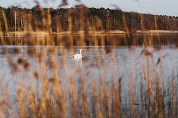 caminar, lago, junto al lago, agua, perro, cisne, naturaleza, paisaje, al aire libre, pintorescos, reflexión