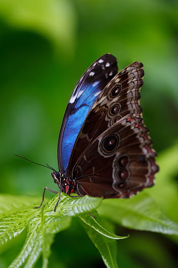 close-up photograph, morpho butterfly, animal, beautiful, blue morpho, morpho peleides, butterfly, colorful, delicate, detail, exotic