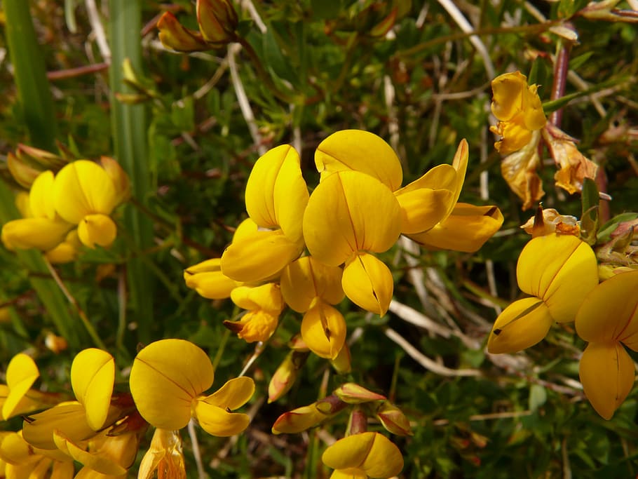 alpenhorn clover, fenugreek, klee, yellow, alpine flower, blossom, bloom, flower, flora