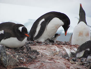 flock, penguin, rock formation, bird, aquatic, animal, rocks, aquatic animal, antarctica, nature, wildlife