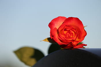 red yellow rose, blue sky, heart monument, black marble, condolence, remembering, missing, pain, sorrow, sadness, rose alinka