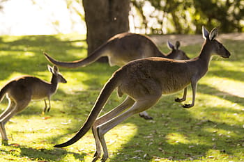 tiga, kanguru, hijau, rumput, australia, perth, hewan, alam, margasatwa, mamalia, liar