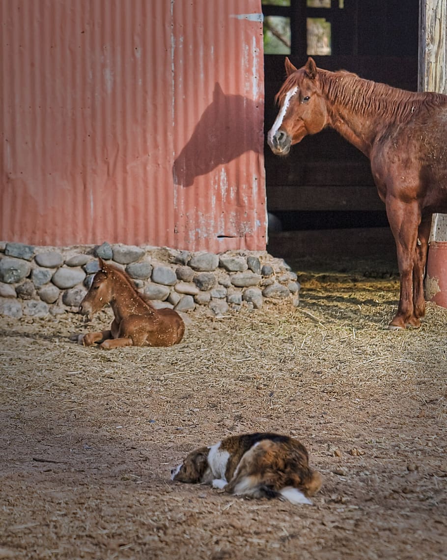 mare, foal, dog, barn, horse, animal, nature, equine, farm, young, colt