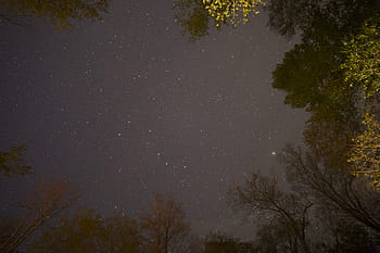 nízký, úhel fotografie, stromy, nízký úhel, fotografie, Černá, modrý, poboček, šedá, noc, nachový