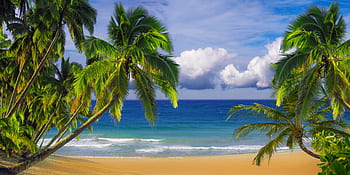 Reise, Ferien, Urlaube, Strand, Meer, Palmen, Landschaft, Natur, Welle, Sand, Südsee