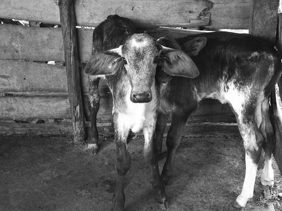 boi, calf, cattle, veal, farm, corral, pasture, puppy, animal, milk, creation