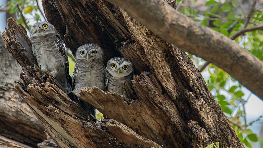 three, gray-and-white owl, hiding, old, bent, tree trunk, the spotted owlet, athene brama, spotted owlet, bird, southeast asia bird