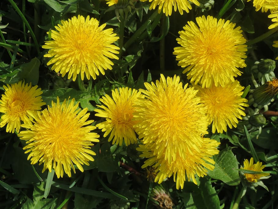 taraxacum sect ruderalia, dandelion, wildflower, meadow, flora, botany, plant, macro, species