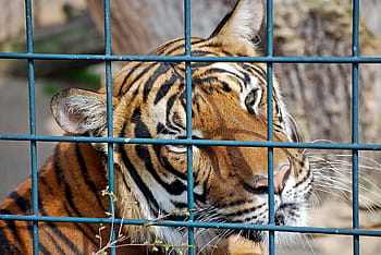 Tiger, Predator, Zoo, Big Cat, cat, wildlife photography, animals in captivity, animal themes, animal wildlife, one animal