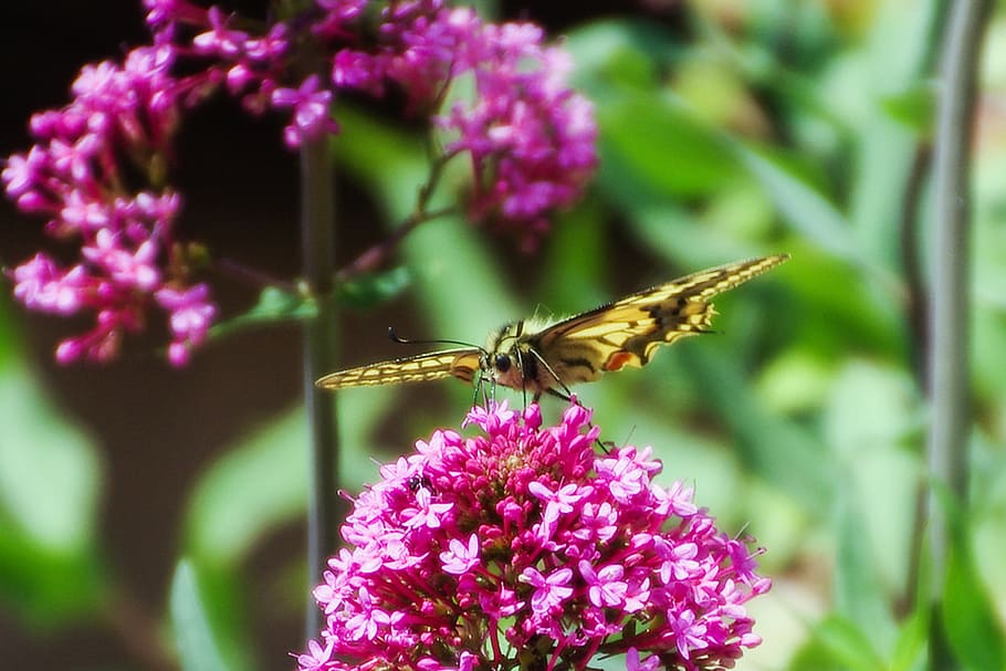 farfalla, farfalle, colori, falena, insetti, fiori, buddleja