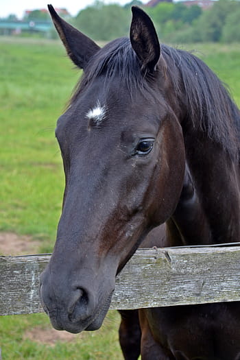 zavřít, fotografie, Černá, kůň, hlava koně, pferdeportrait, oko, zvířecích portrétů, koňské hlavy, živočišného světa, zvíře