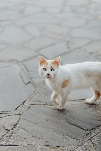 gato, Italia, mascotas, animales, callejeros, gatitos, gatos, Sorrento