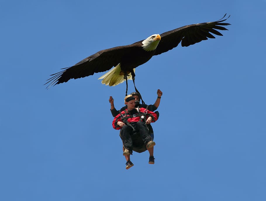 dom, eagle, sky, skatebirding, high, fly, flying, bird, blue sky