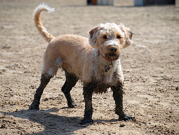 dog-beach-mud-animal-pet-water-royalty-free-thumbnail.jpg