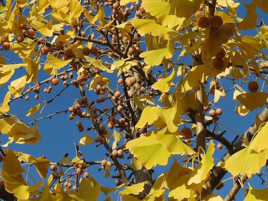 ginkgo biloba, ginkgo, maidenhair tree, leaves, fruits, foliage, flora, botany, tree, plant