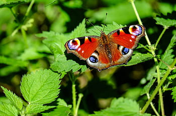 peacock butterfly, green, leaf plant, butterfly, insect, colorful, forest