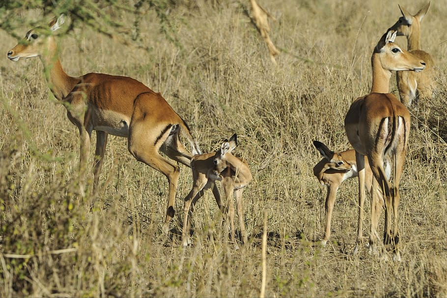impala, pastvy, savany, antilopa, serengeti, děti, mladý, Dospělí, tráva, tanzanie, Afrika