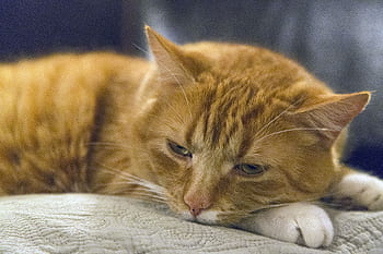 sleepy, cat, kitty, kitten, house, animal, pet