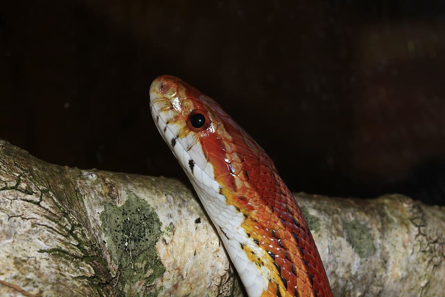 งูข้าวโพด, Pantherophis guttatus, ไม่เป็นพิษ, ตา, ภาพเหมือน, สัตว์, สัตว์เลื้อยคลาน, สง่า, ความงาม, ปิด, ขนาด