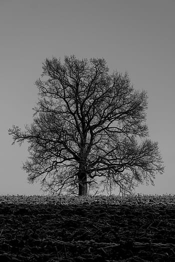 Winter, Baum, Winterbäume, Natur, grau, Stimmung, einsam, kahler Baum, Feld, Landschaft, draußen