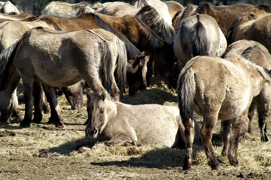 Wild Horse, Wild Horses, Graze, dülmen germany, germany, flock, freilebend, horse, animal themes, day, large group of animals