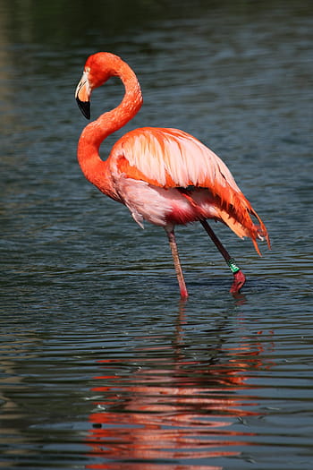 wildlife photography, flamingo, water, africa, animal, beak, beautiful, bird, color, colorful, exotic