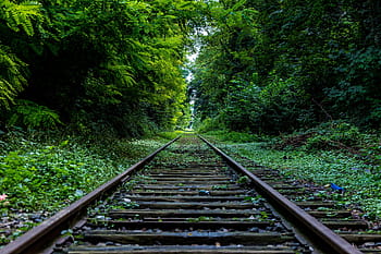 train rail, trees, railways, middle, daytime, green, grass, forest, woods, railroad, train tracks