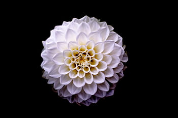 ylhäältä, klusteri petaled, valkoinen, kukka, daalia, kukka-, tausta, kasvi, pinkki, yksittäinen, kauneus