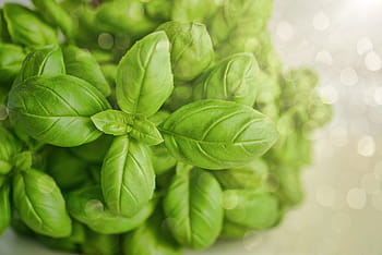 green leaf, basil, wallpaper, green, herb, food, fresh, organic, natural, plant, leaf