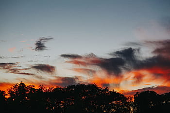 森、 夕日、 自然、 空、 木、 大気、 雲、 雲-空、 夕暮れ、 オレンジ色、 屋外
