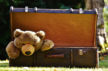 teddy, medvěd, uvnitř, hnědý, box na hrudi, zavazadla, antický, měkká hračka, vycpané zvíře, hračky, legrační