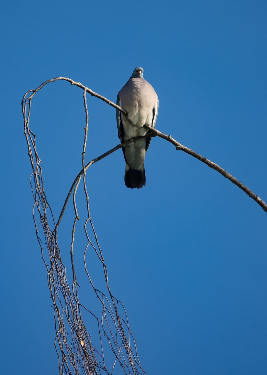 dove, bird, nature, wing, feather, pigeon, animal, fly, wild, flight, wildlife