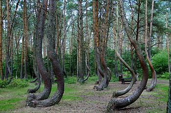 brown, bend, tree forest, sunset, tree, forest, crooked forest, krzywy las, poland, pine, trees