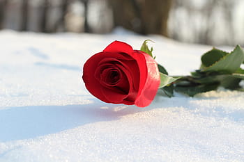 red rose in snow, love symbol, romance, winter, frozen, leaf, petal, green, flora, beautiful, nature