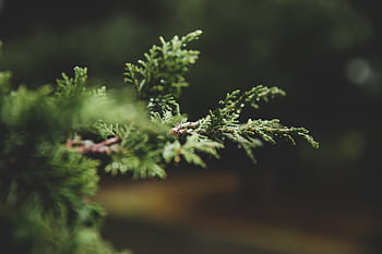 fotografia cu lentile de schimbare a tiltului, verde, frunze, selectiv, concentra, fotografie, copac, natură, copaci, ramuri, bokeh
