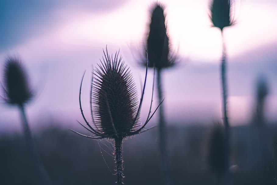 thistle, plant, fruit, autumn, fall, moody, flower, nature, bloom, garden, blossom
