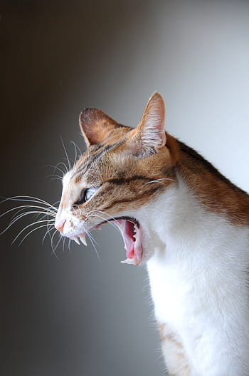 grau, Weiß, tabby, Katze, Gähnen, Haustier, Seitenfläche, Hauskatze, Haustiere, katzenartig, ein Tier