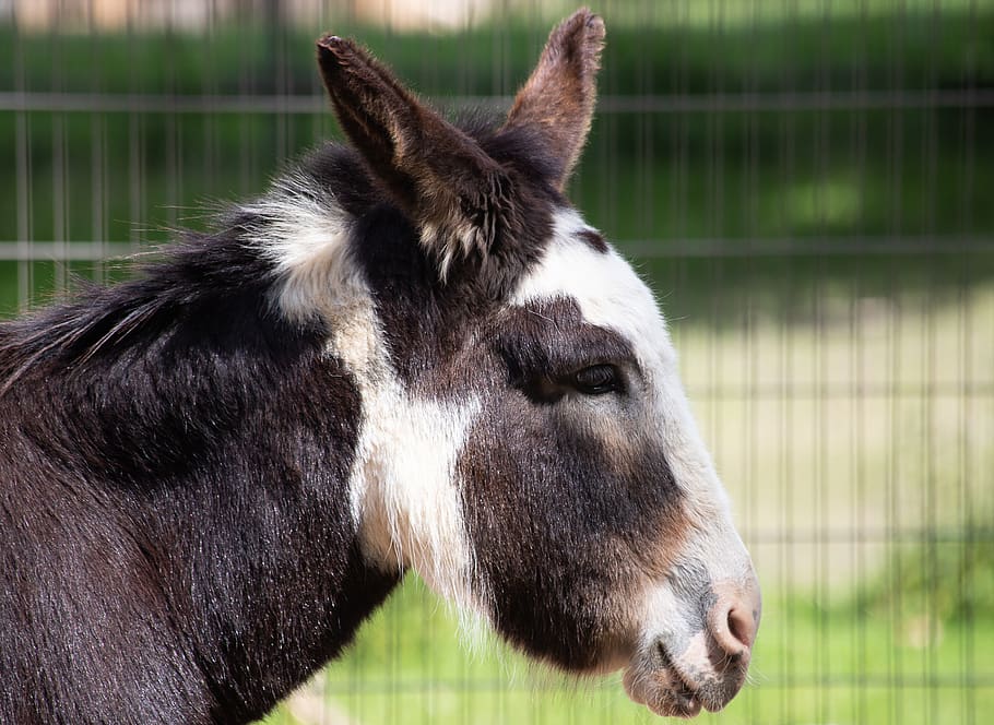 donkey, mammal, animal, animal world, ungulate, beast of burden, ears, head, zoo, schwarze berge wildlife park