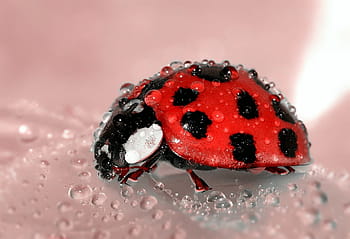 shallow, focus photography, red, black, ladybug, beetle, insect, lucky charm, points, beaded, dew